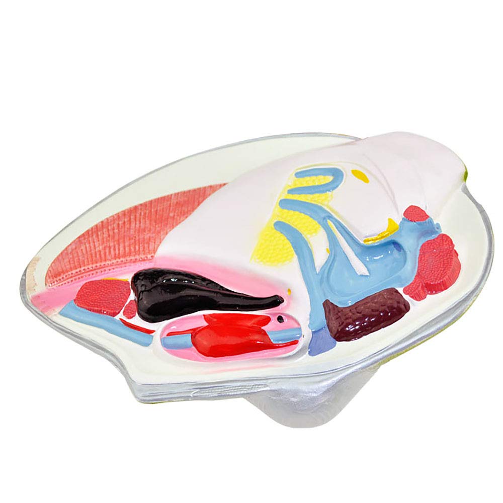 Sjdopulse Enlarged River Mussel Model - Anatomical Mollusk Animal Model - River Mussel Anatomical Model - For Junior High School Biology Science Education Teaching