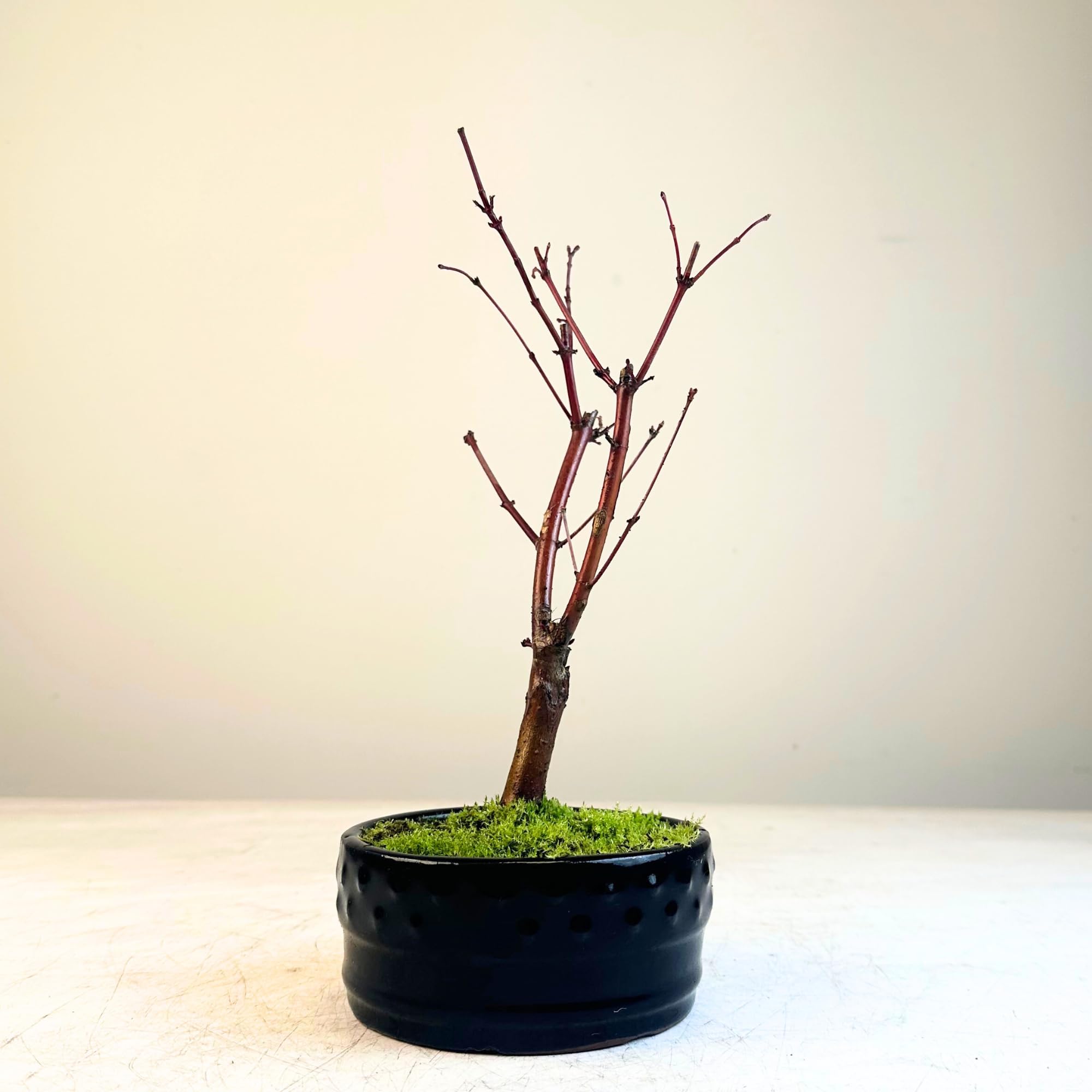 bonsai adventskalender Buy Bonsai Calendar 2025? Quick and easy online