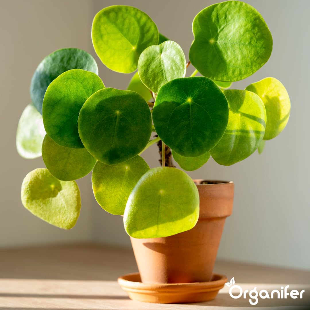 Pilea Uniwersalny Nawóz Organiczny - 4x1L - NPK 3-4-3 | Zdrowe Liście - Silne Korzenie I Wysoka Plonność - Organifer