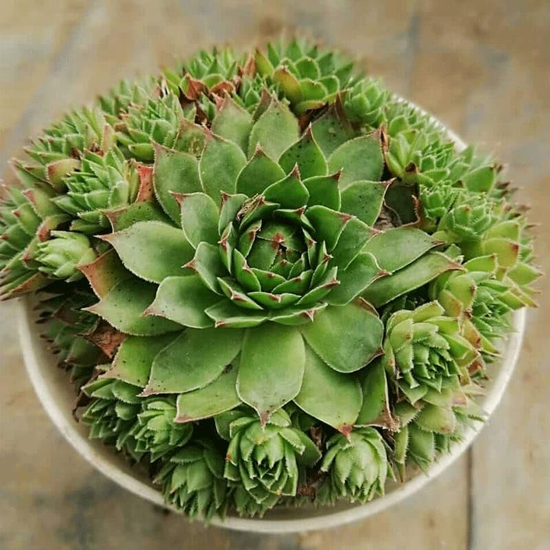 NEW DEBNATH NURSERY` Original Red Tip Laxmi Kamal, Sempervivum Live Plant SFDDv74 (B0CN4H1BQL) Amazon Price History, Amazon Price Tracker