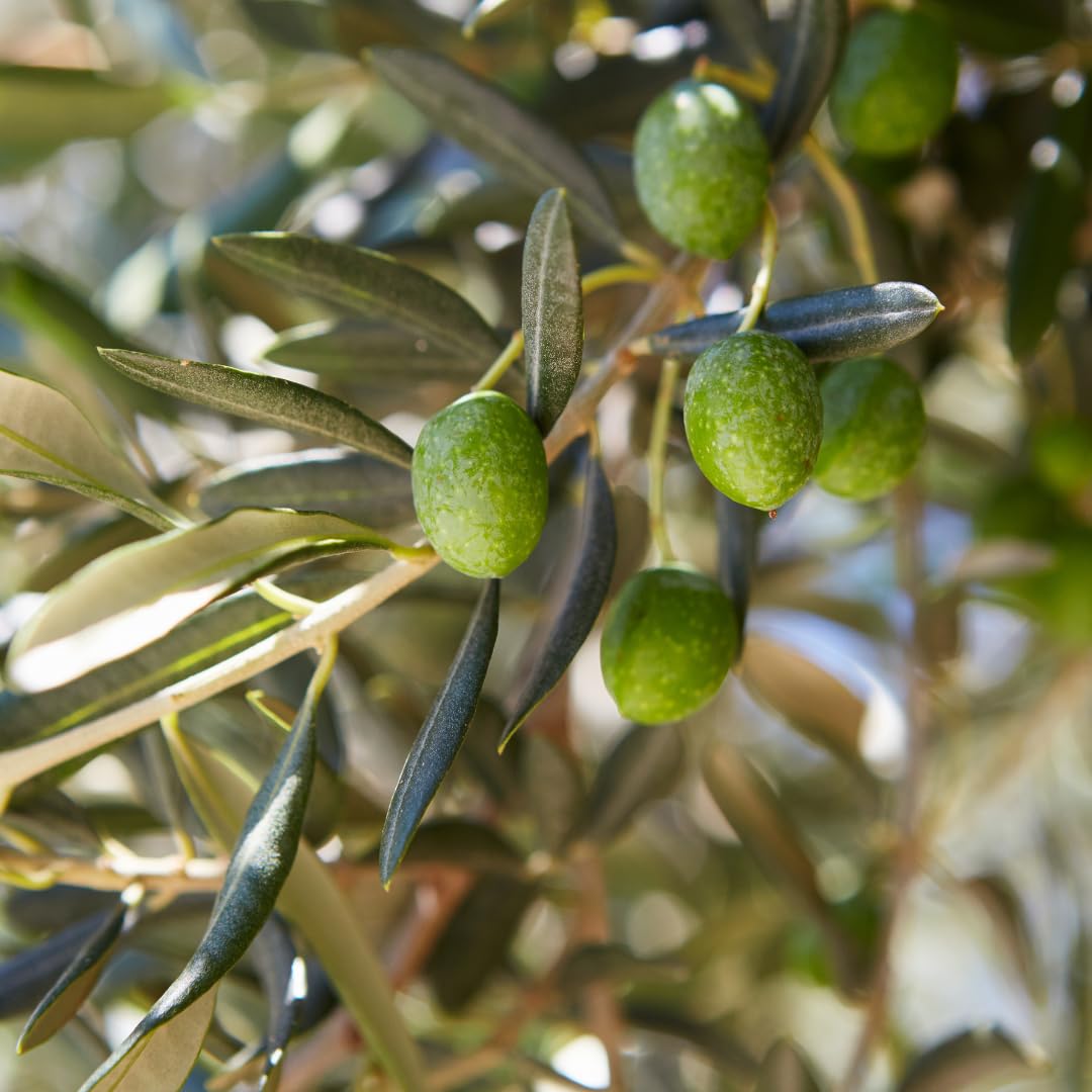Olivier Olivenbaum Oliven Frantoio - Obstpflanze Baum max 160-3 Jahre Anbau  Italien : Amazon.de: Garten