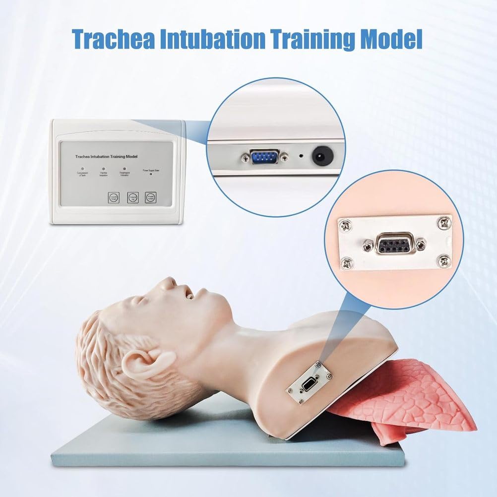 Modello adulto di addestramento dell'intubazione tracheale con il regolatore del laringoscopio per la gestione delle vie aeree orofaringee di emergenza e le caratteristiche anatomiche