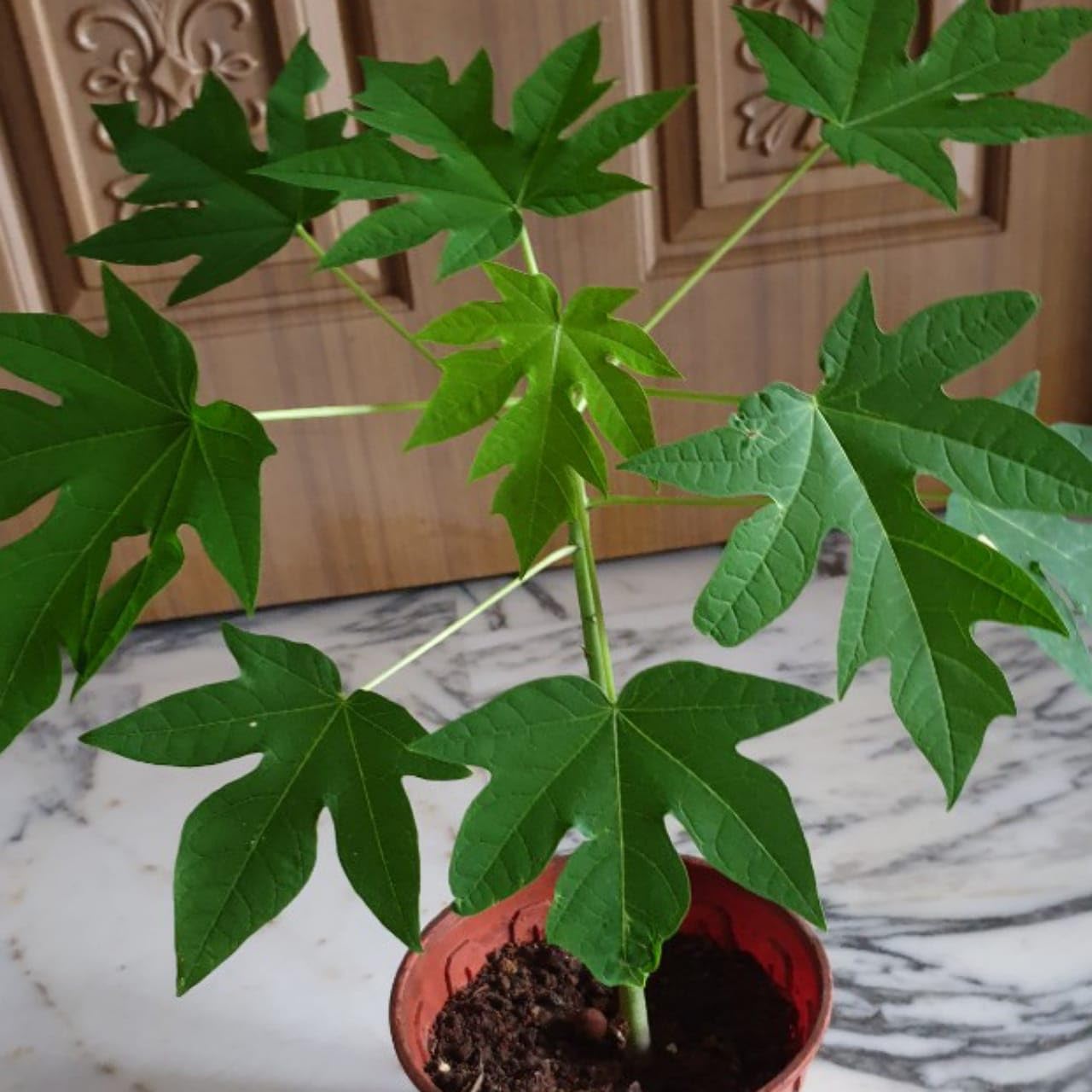 Generic Live Seedless Papita Fruit Plant Sweet Papaya Plant (B0CYV5LPT3) Amazon Price History, Amazon Price Tracker