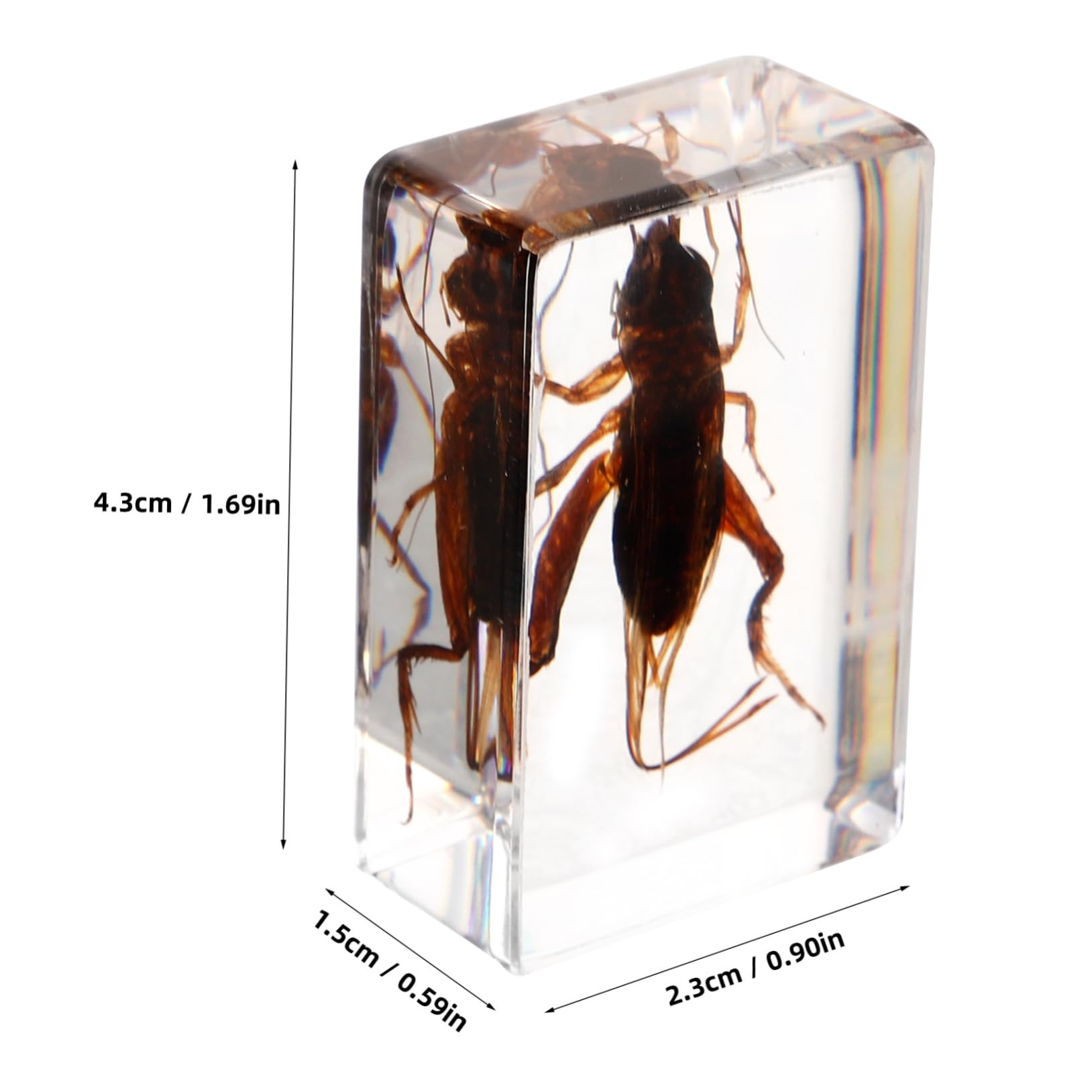 TOPPERFUN Insect Specimen Cricket Specimen Preserved Animal Specimens Education Specimens Cricket Collection Science Education Supplies Creative Specimen Science Collection Resin