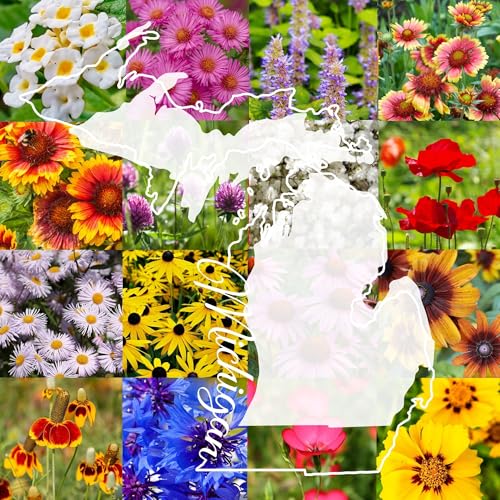 Michigan Bulk Perennial and Annual Wildflower Seed Mix 1/4lb Covers 500sq-ft - Attract Pollinators Multi-Color Non-GMO Blooms - Midwest US Species Plant in Spring/Fall (1/4 Pound)