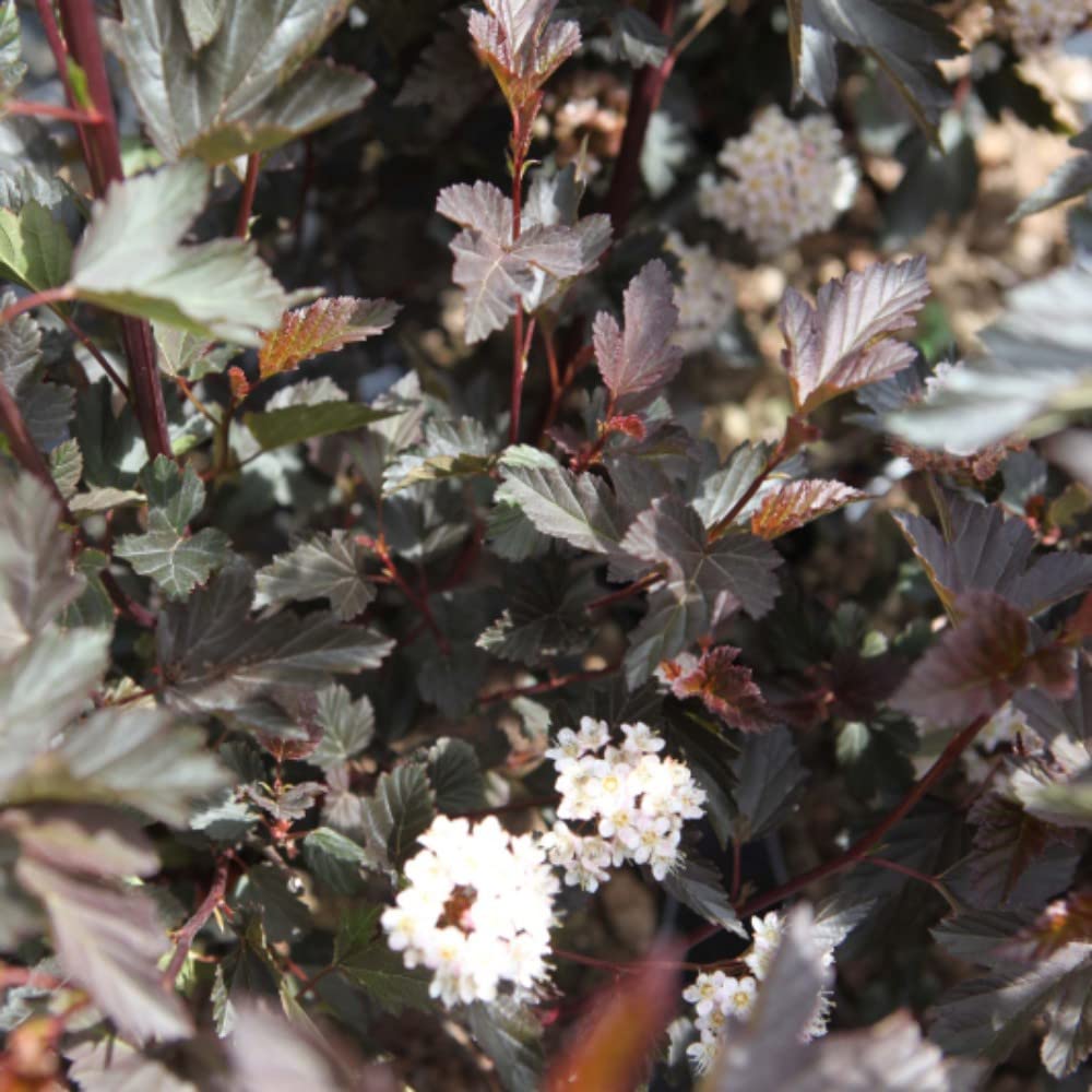 Physocarpus opulifolius Diable Hardy Garden Shrub Rich Copper-Red Foliage Dainty White Summer Flowers 3.6 Liter Pot (1 x 3.6 Liter Pot)