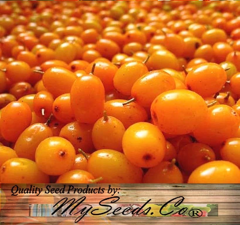 Hippophae rhamnoides (Sea Buckthorn, Seaberry) Shrub Seeds, Edible Fruits with Tart and Tangy Flavor, Seeds by MySeeds.Co, You Choose The Amount (0.5 oz)