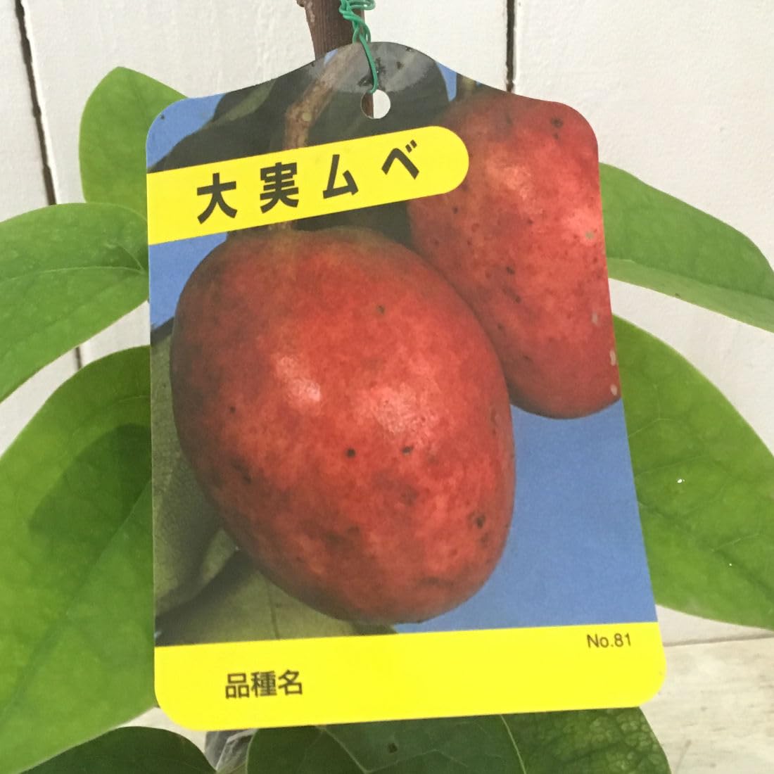 Amazon.co.jp: ムベ 苗木 ムベ 12cmポット苗 むべ 苗 : DIY・工具