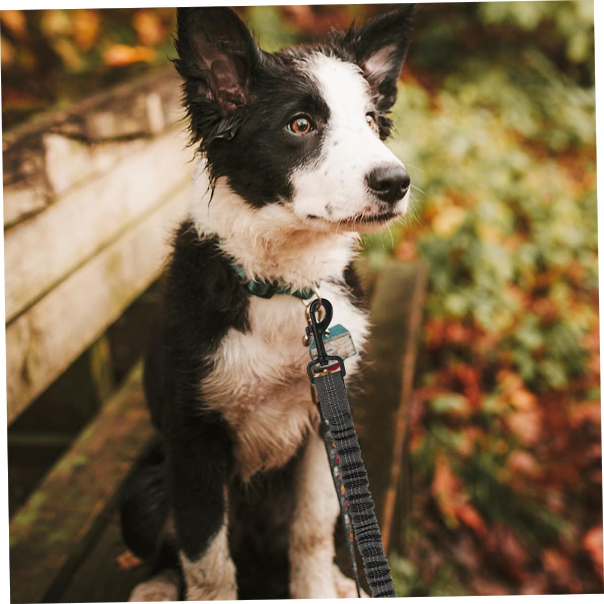 BESPORTBLE Confezione Da 3 Corde Di Trazione Per Famiglie - Guinzaglio Per Cani Con Catarifrangenti Di Sicurezza - Perfetto Per Passeggiate Allaperto in Casa E Con Animali Domestici