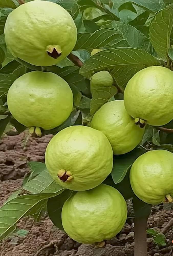 Bhumi Enterprise Original L49 (Air Layered) Guava Plant,Lucknow 49 Amrud Big Size Guava Delicious Fruit Plant Healthy Plant (Fruit After 1 Year)