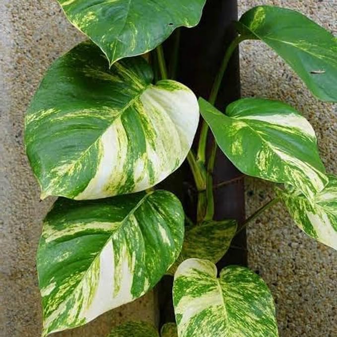 Greenursery Money Plant Indoor Plant For Home and Garden with Pot (Pack of 1) (Big Leaf Money Plant) (B0CRH8P6MG) Amazon Price History, Amazon Price Tracker