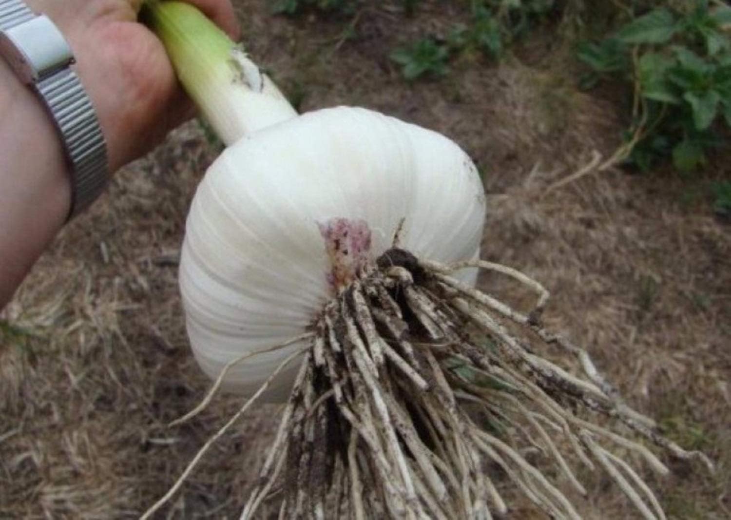 Seeds Winter Garlic Liubasha - Organic