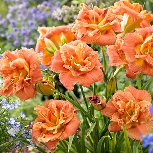 Congo Coral Daylily Flower Bulb - Pleasantly Scented - Naturalizing - Perennializing - Daylilies Root - Easy to Grow Live Plants - Outdoor Garden