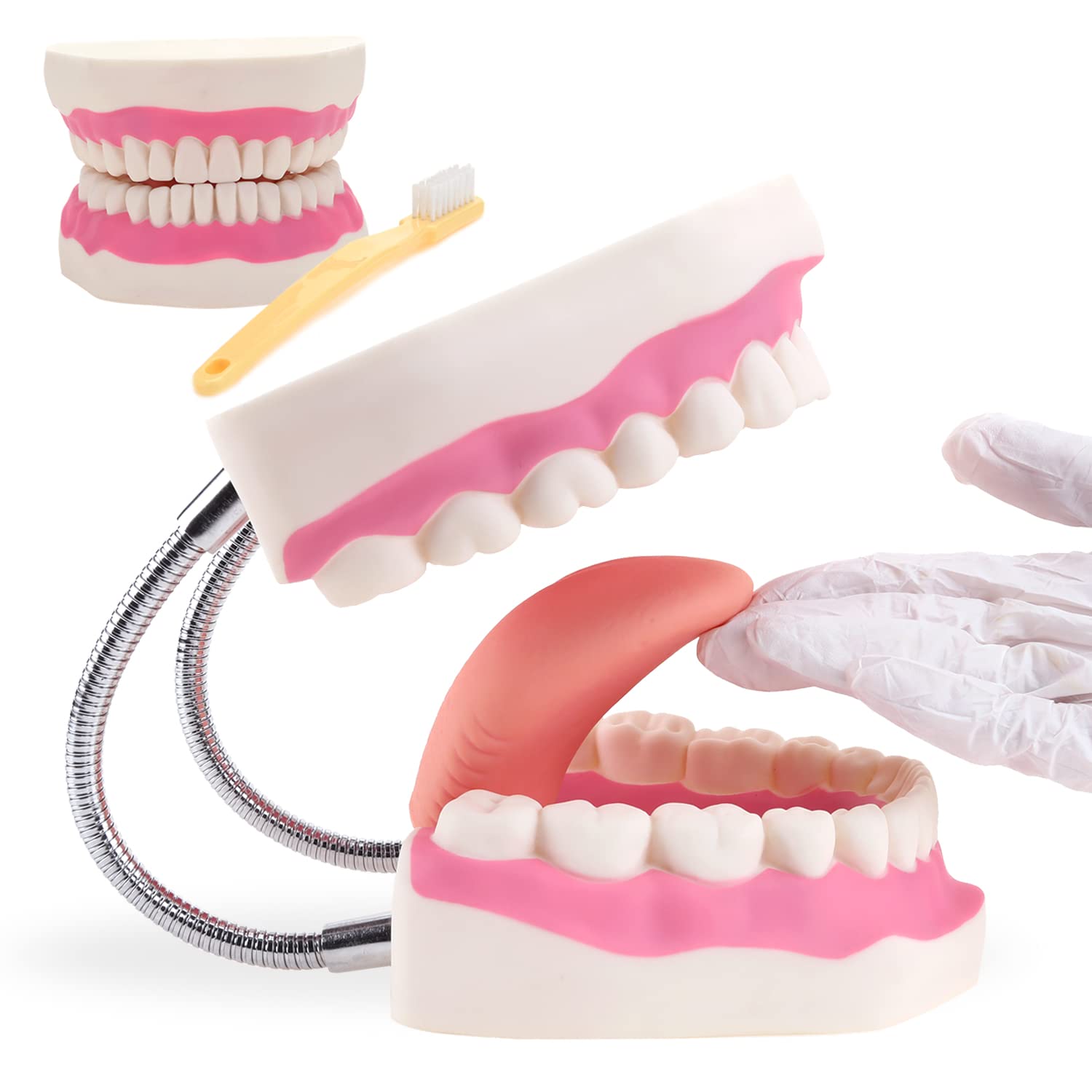 Anatomía de garganta de cavidad nasal humana Modelo médico Simulación Modelo anatómico de cavidad oral y modelo científico de laringe de faringe