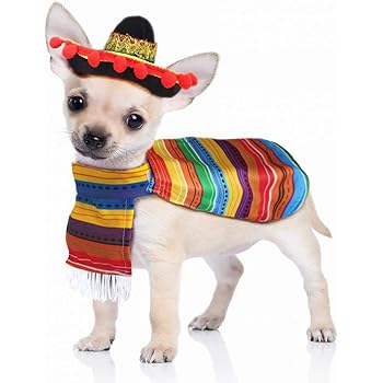 dog with mexican hat