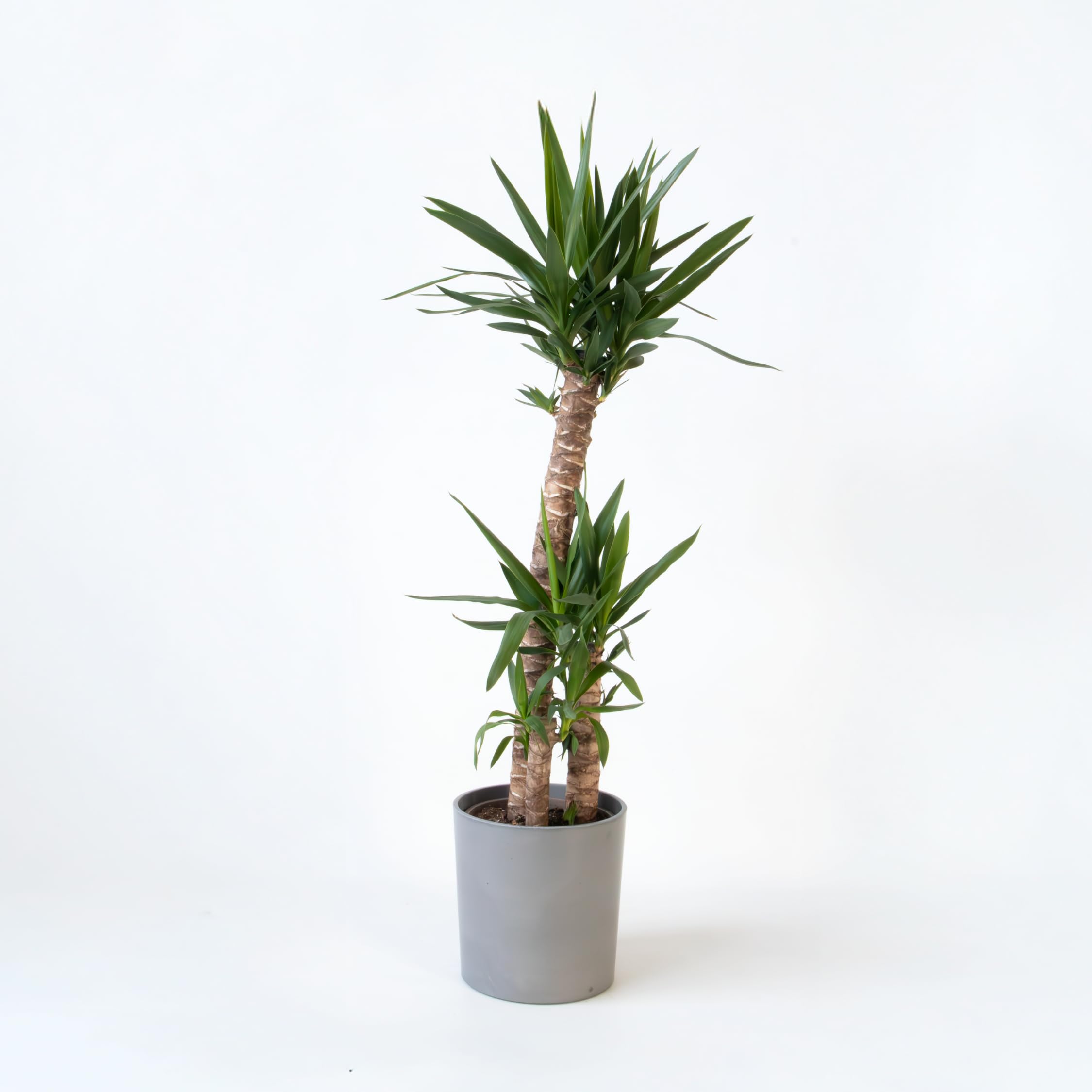 Plant in a Box - Tronchetto della felicità - Yucca elephantipes - Altezza 130-140cm - ⌀24cm