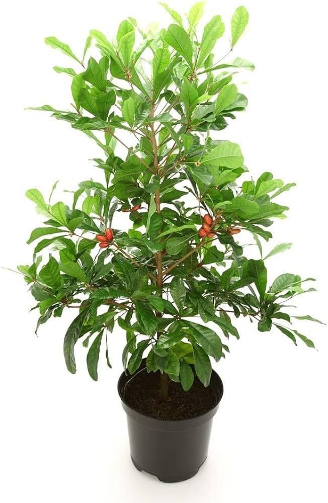 The Green Dotcom " Rare Exotic Dwarf Miracle Berry Plant " | Tropical Bush fruit 1 Healthy Live Seedling Plant For Home Garden | With Plastic Pot (B0CWDD56SR) Amazon Price History, Amazon Price Tracker