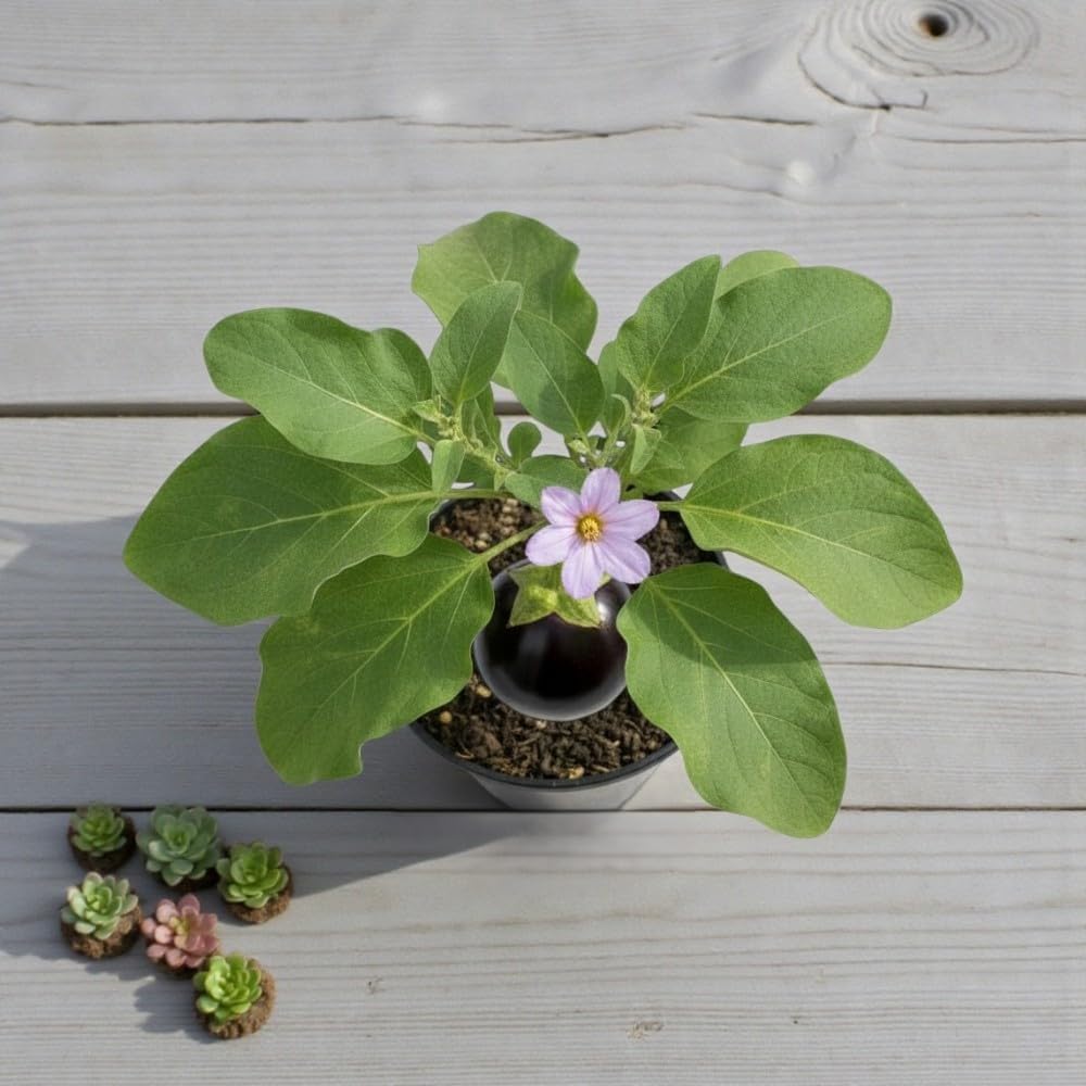 Hybrid Brinjal Plant Live (Pack of 1) - Solanum Melongena - Eggplant - High Yielding Variety - Suitable for Terrace, Balcony, and Garden-image-18