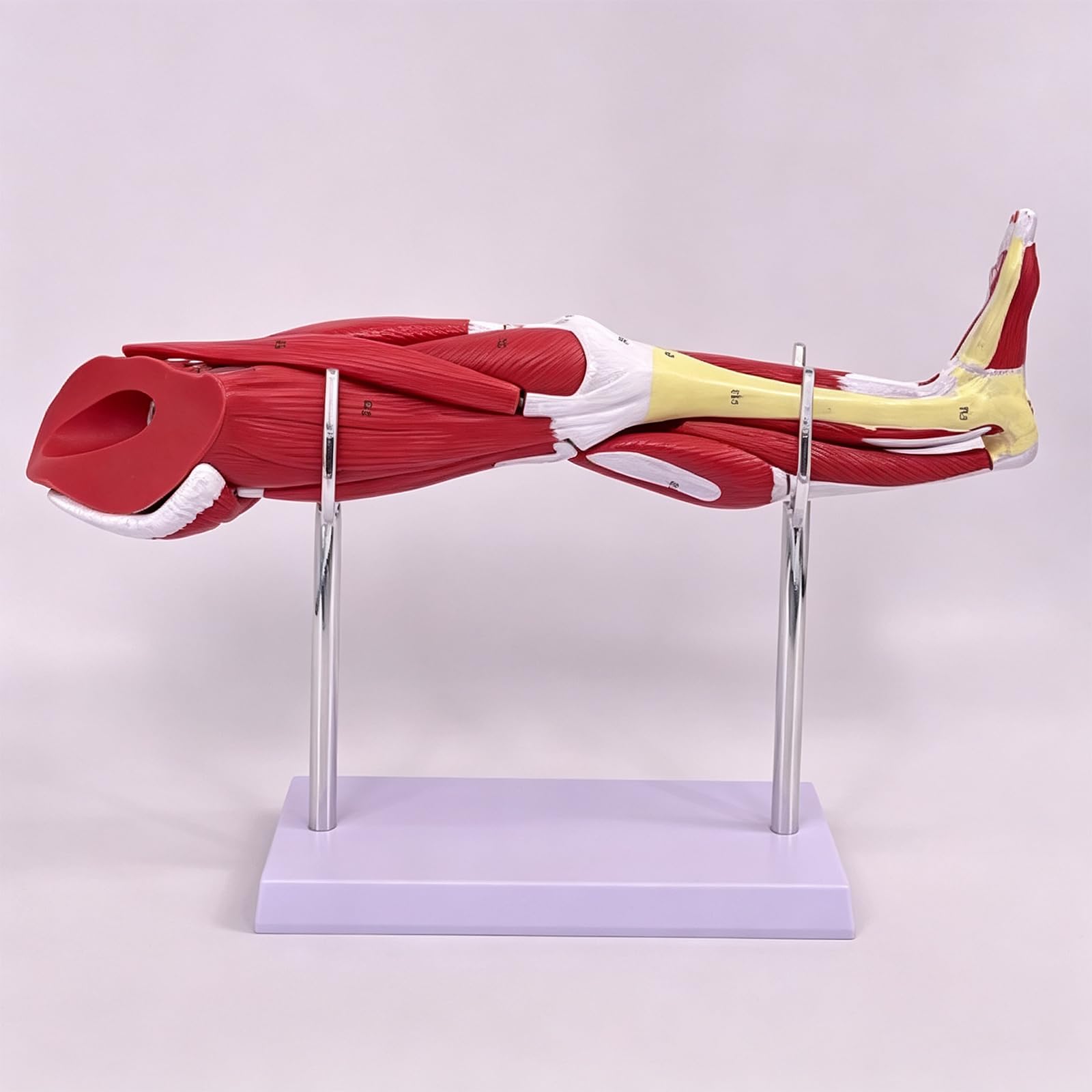 Modelo De Músculos De La Pierna Humana, Modelo Anatómico De La Pierna Humana A Escala 1/2 del Tamaño Real, con Indicadores De Ubicación Digitales Que Detallan Músculos, Vasos Sanguíneos Y Nervios