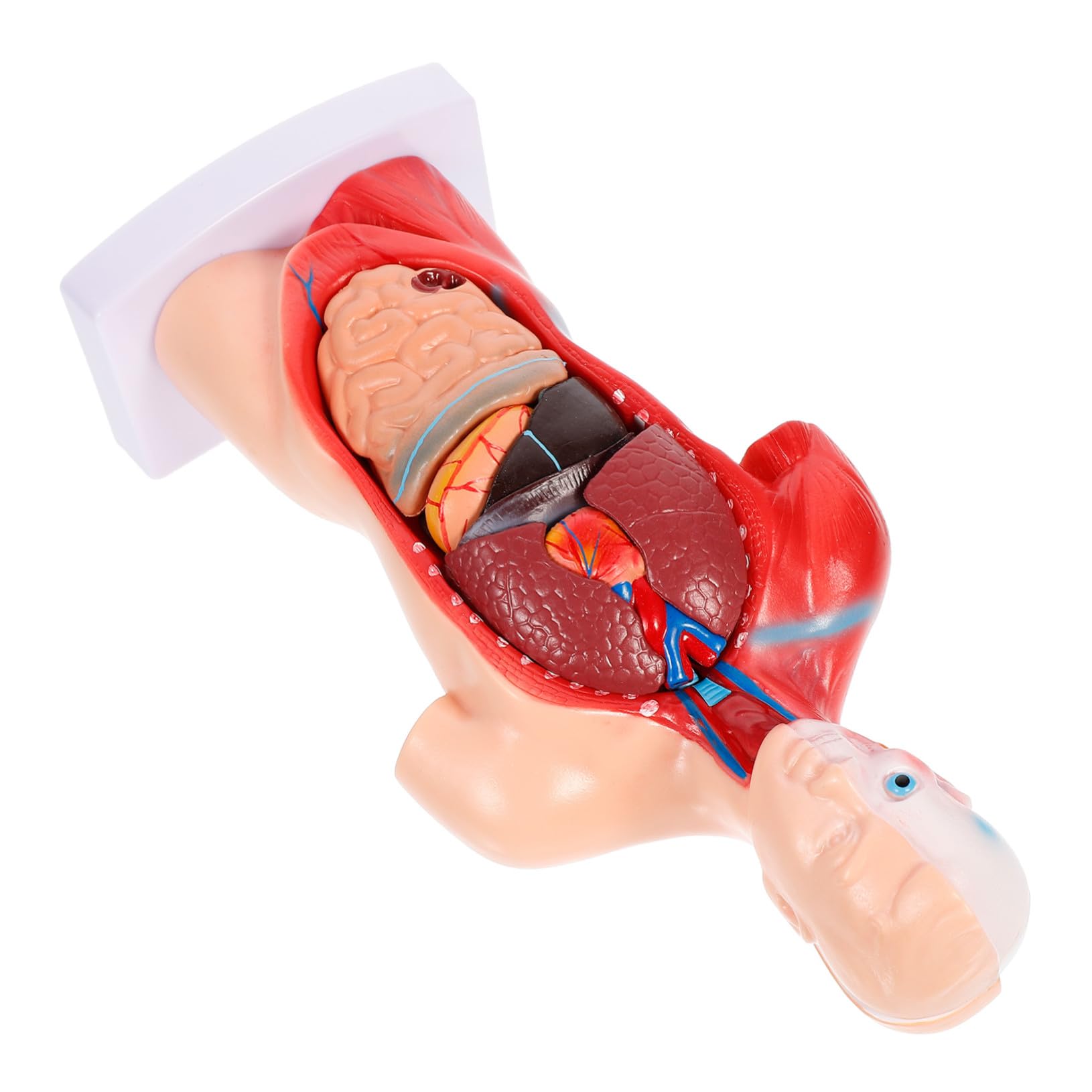 Medizinisches Lehrmodell Herz und Organe Anatomisches Organmodell aus Stabilem Material Zerlegbares Biologie Demonstrationsmodell für Unterricht und Patientenerklärung
