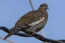 Review Image by Ian Jones Ian Jones