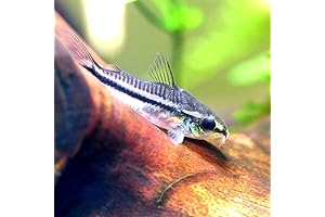 Pygmy Cory Catfish : Pack of Lively 6 Freshwater Live Fish