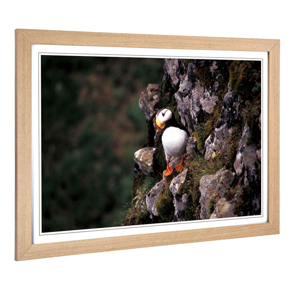 Big Box Art Framed Print of Atlantic Puffin (2) Design | Wall Art Picture | Home Decor for Kitchen, Living, Dining Room, Lounge, Bedroom, Hallway, Office, Oak, A2 / 24.5x18 Inch / 62x45cm