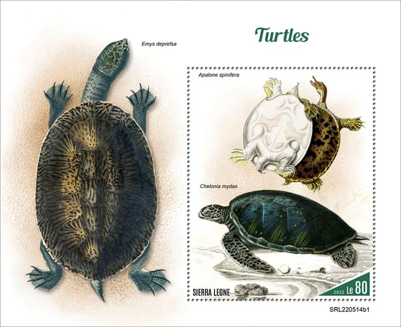 Sierra Leone - 2022 Turtles, Spiny Softshell - Stamp Souvenir Sheet - SRL220514b1