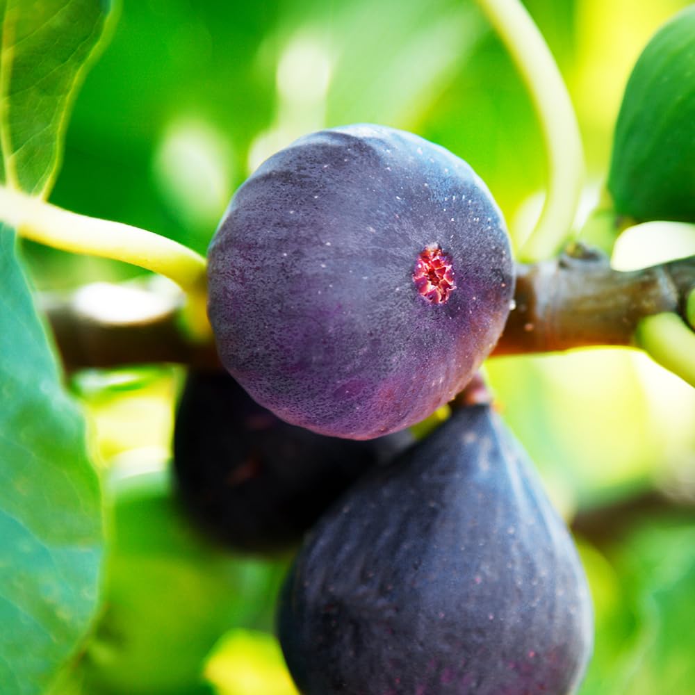 イチジク苗】14品種