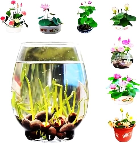 35 semillas de lirio acuático y loto en miniatura mixtas, flores vibrantes para cuencos y estanques sin OMG, jardín acuático para interiores y
