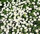 Gänseblümchen-Samen von Samen Schenker – Bellis perennis – 1000 Samen