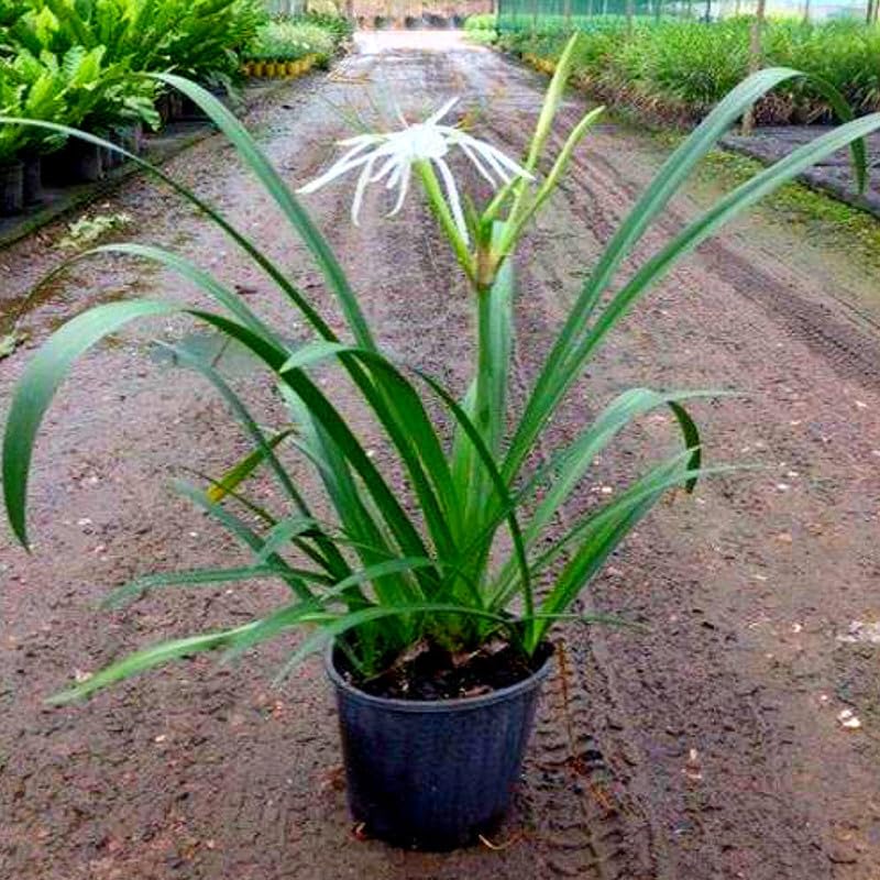 White Spider Lily (Lycoris Albiflora) Super Variety Live Plant (P...