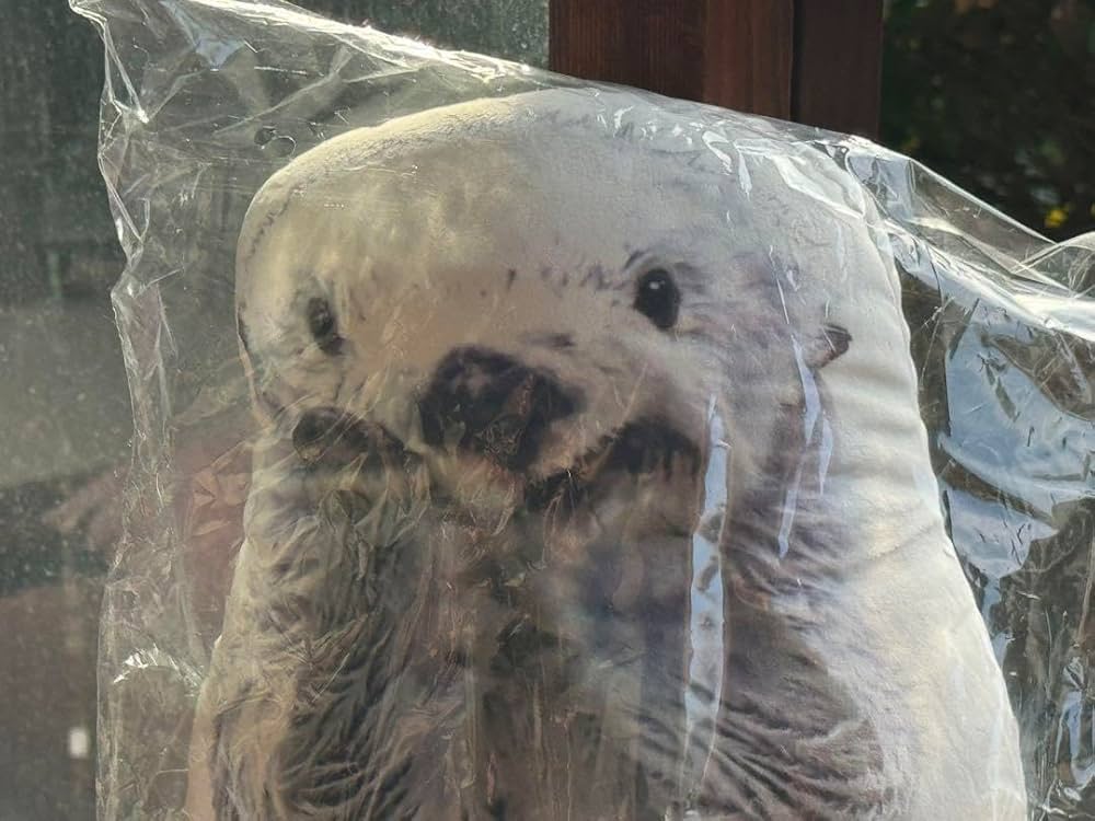 鳥羽水族館 ラッコ キラ メイ クッション 抱き枕 実写 フェイスクッション ② メイ☆キラクッション【オリジナル】 – 鳥羽水族館オンライン