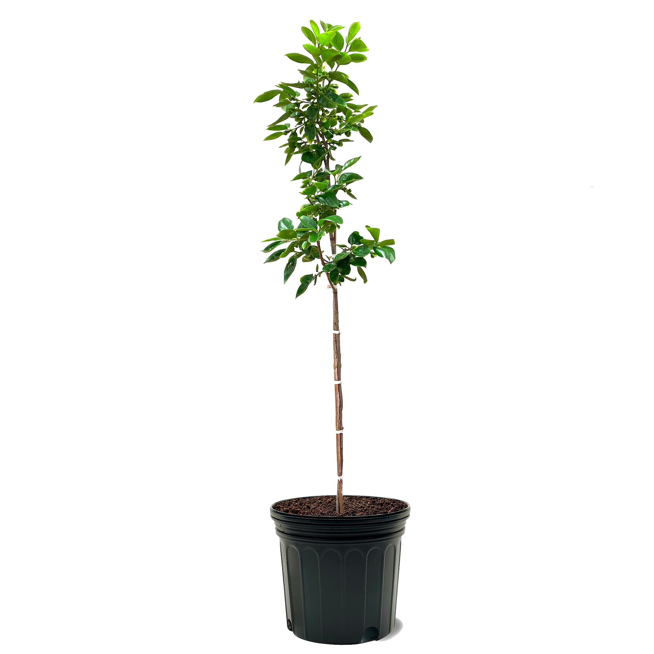 Imoto Fuyu Persimmon Tree 7 Gal