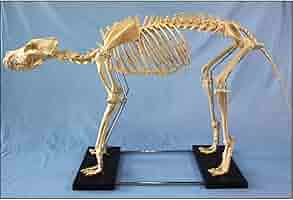 Amazon.co.jp: 組み立てモデル 特大犬の骨格標本モデル 動物の