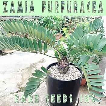 【レアソテツ】種子1粒　色々 レアソテツ】種子1粒 色々