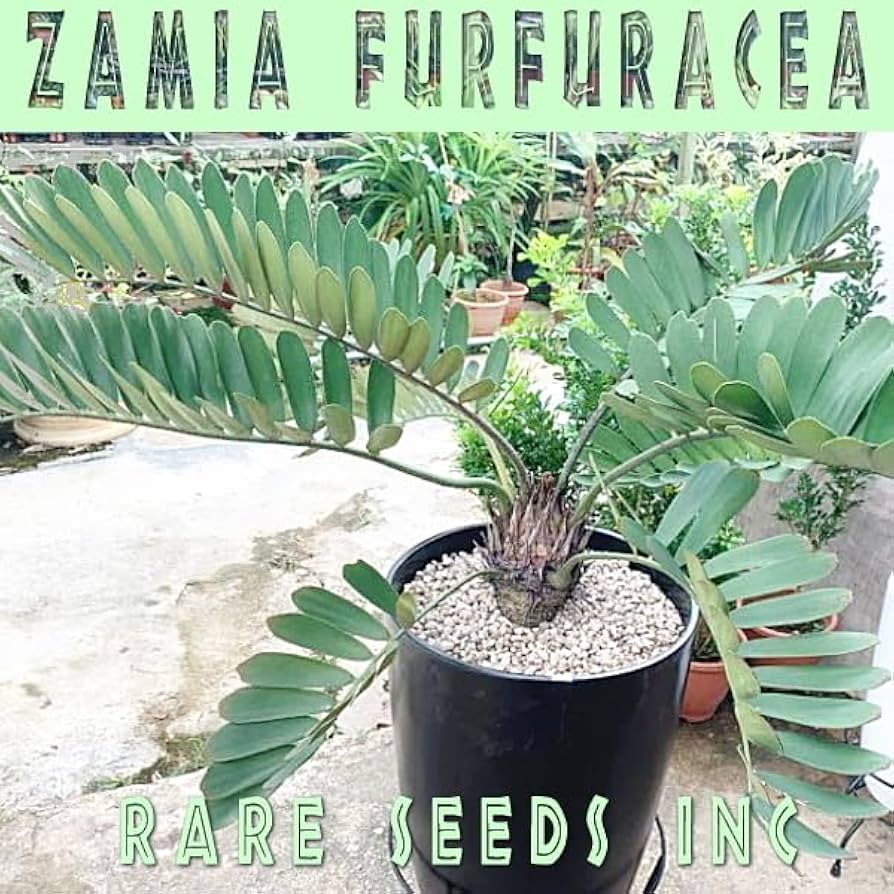 Amazon.co.jp: 美しい楕円葉のレア ソテツ！□ ザミア