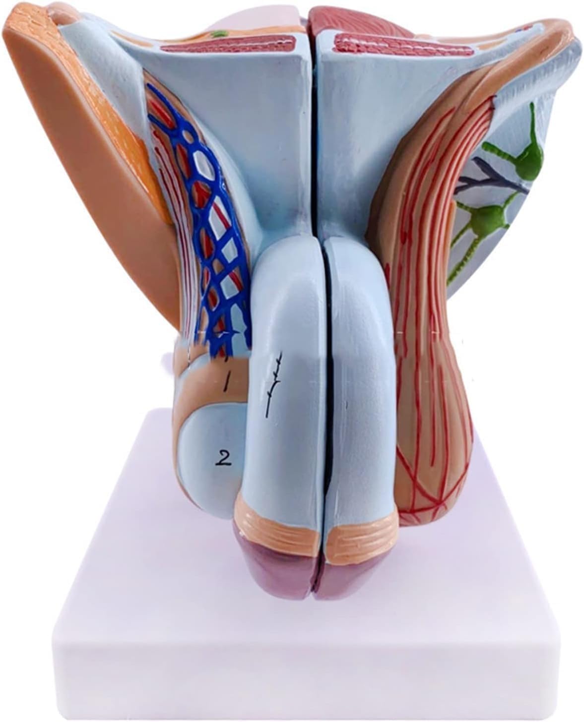 Modèle anatomique du système génital masculin, 4 parties détachables, modèle des muscles pelviens masculins, for démonstration éducative médicale.