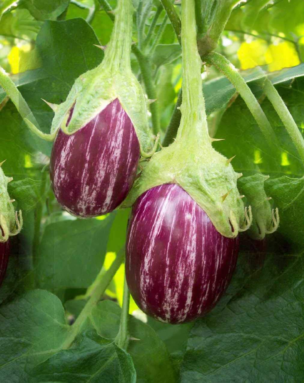 VIBEX® IARI-20-Country BRINJAL (VILOT ND White) Seeds (B09129XNPK) Amazon Price History, Amazon Price Tracker