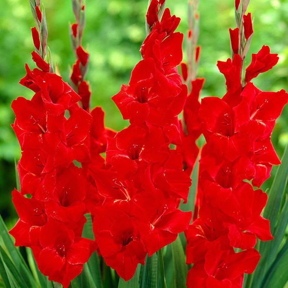 4 Bulbi Gladiolo Perenni - Fiori Da Giardino Resistente Per Bordure E Vasi