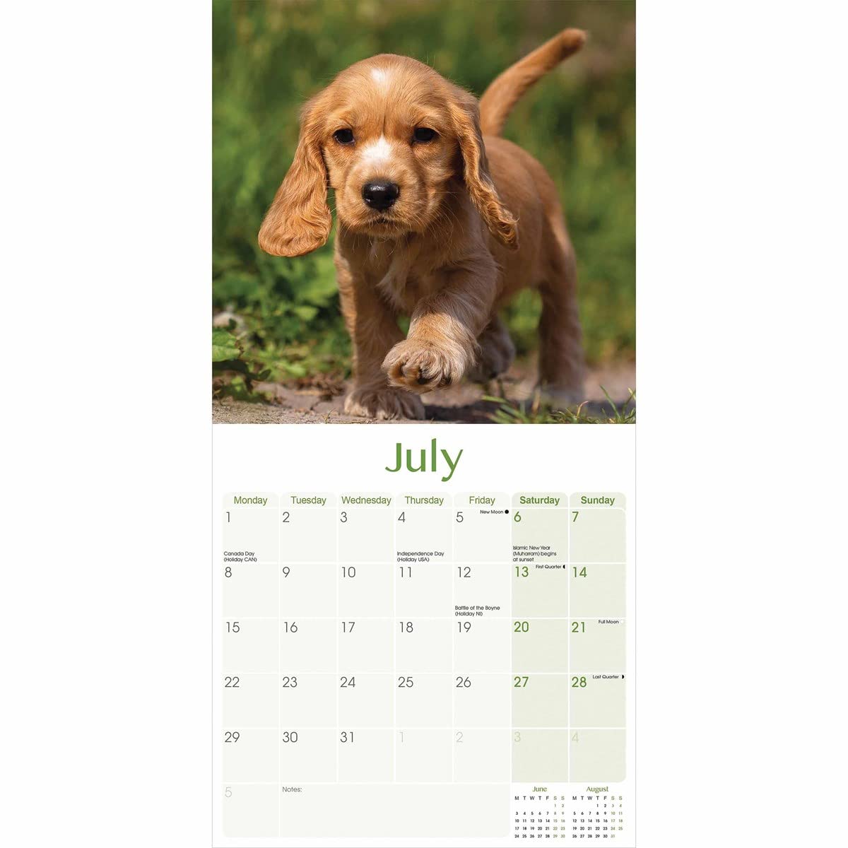 即購入可❣️ 2024年 イングリッシュ コッカースパニエル カレンダー Amazon.co.jp: イングリッシュコッカースパニエル子犬 ミニカレンダー