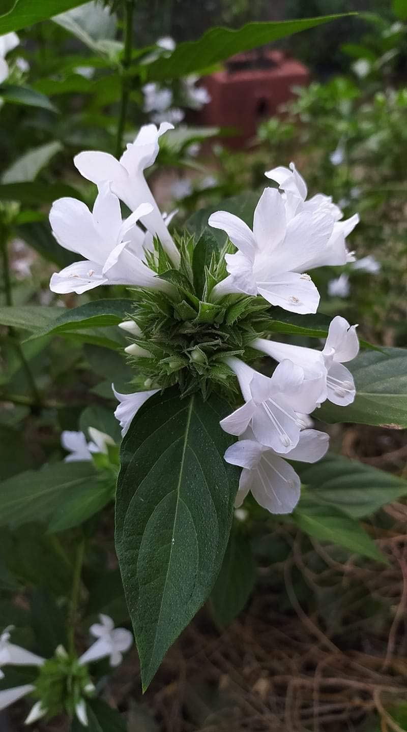 Bharat Herbs Care Vajradanti (White Flowers) Live Plant वज्रदंती पांढरी, सफेद, Katsaraiya, Piyabansa, Barleria Prionitis, kuranta(1 live plant in poly bag) (B0B77WSQ8X) Amazon Price History, Amazon Price Tracker