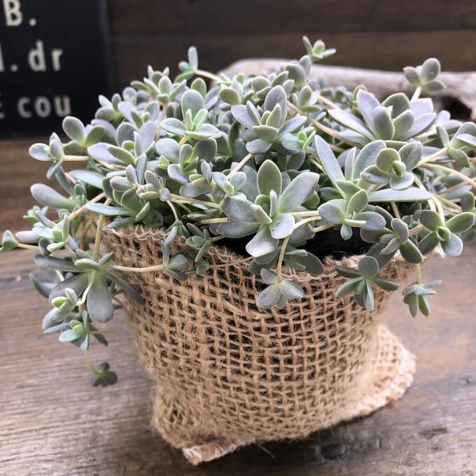 Amazon｜子持ち蓮華 モリモリ 多肉植物 セダム 希少｜観葉植物