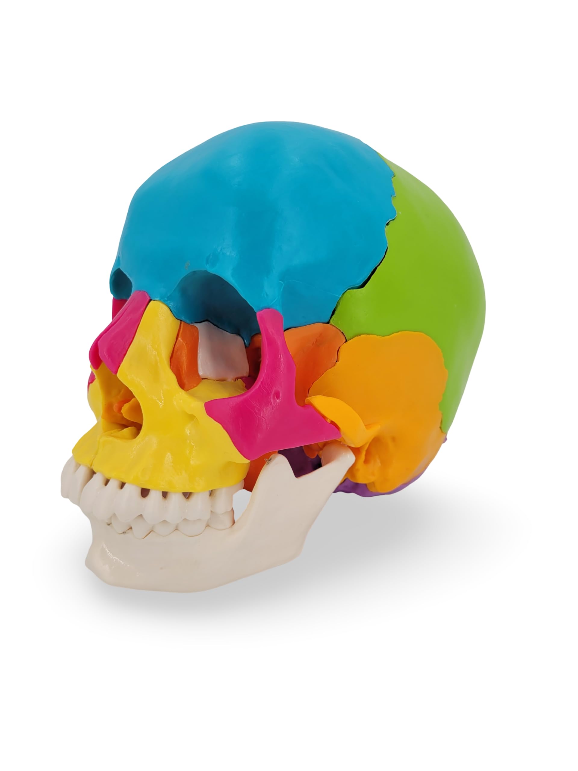 Cranstein Cranio per osteopatia | 15-22 pezzi | didattico | Studi e formazione medica | Modello di anatomia del cranio | Modello del cranio (multicolore, chiari)