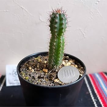 トリコケレウスパチャノイ錦 多間柱錦 柱サボテン錦　サボテン　柱サボテン トリコケレウスパチャノイ錦 多間柱錦 柱サボテン錦 サボテン 柱