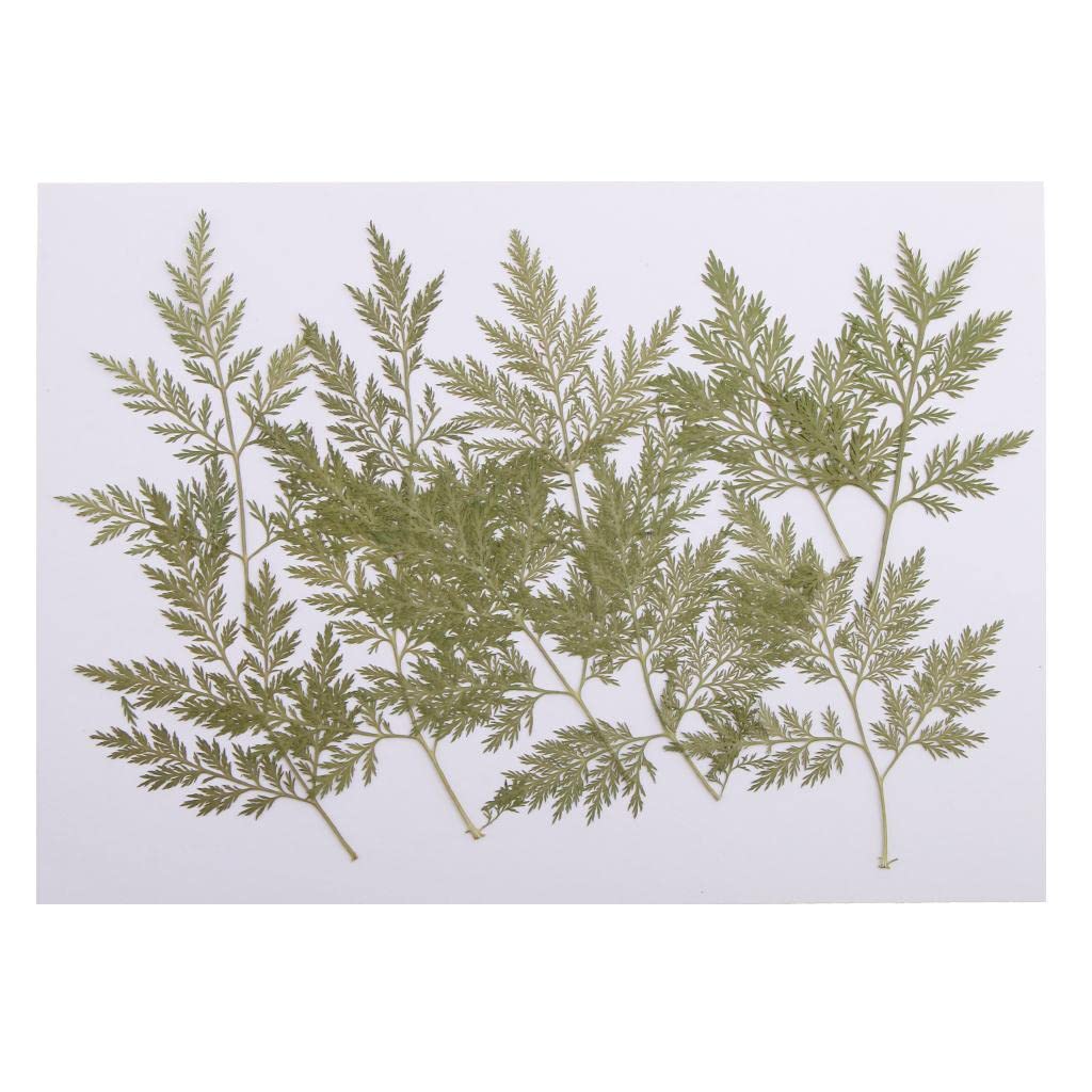 10 Pieces Green Dried Pressed Leaf Leaves Plants Herbarium for Jewelry Postcard Photo Frame Phone Case Making DIY-image-26