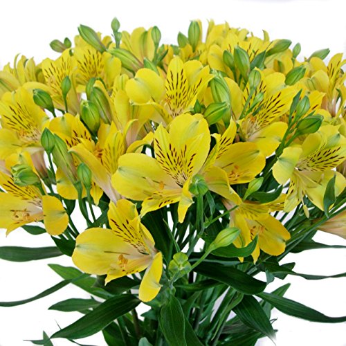 AXgA ؉ ꋉi 70cmi5EQ5tj×10{ (F)