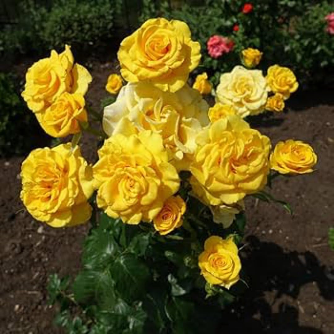 Grafted English Rose Plant" Comtes De Champagne" Rich Yellow Color Double rose 1 Healthy Live Plant for Home Garden in poly bag 1.5-2 feet hight