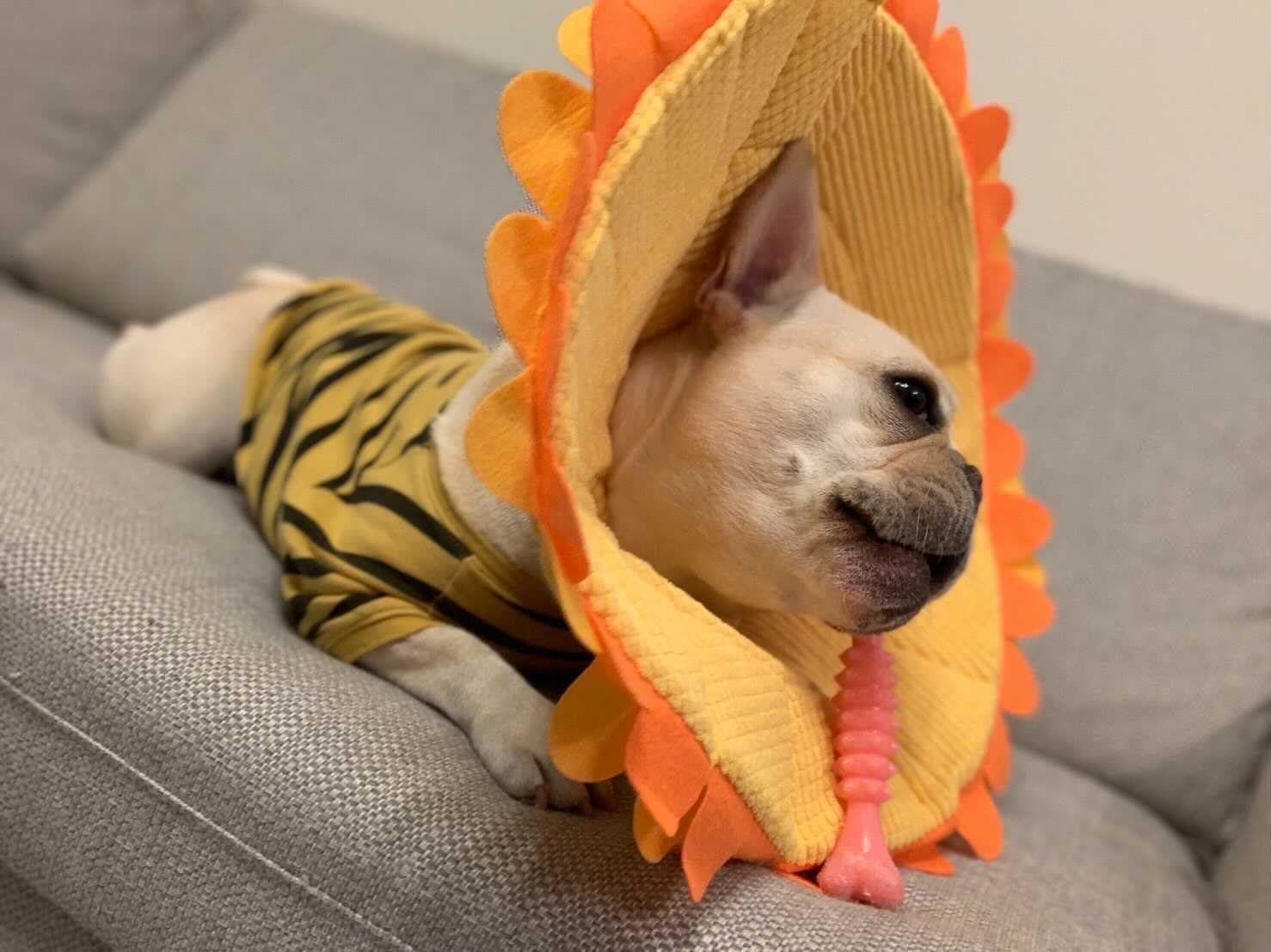 犬猫　アルフィー　エリザベスカラー　新品　5点 Amazon | Alfie エリザベスカラー 犬 猫 首周り クッション ソフト 枕