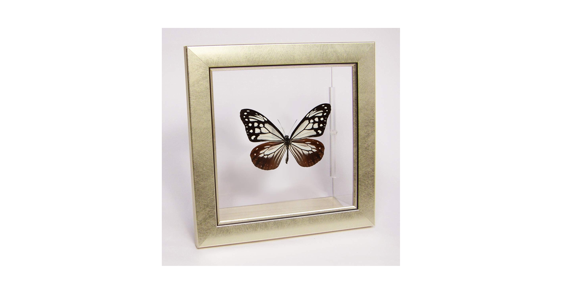 Amazon.co.jp: 蝶の標本 アサギマダラ メタリック調ライト